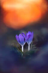 Macro of a two purple crocus flowers in a dreamy scene with golden hour bokeh background. Taken in the evening of a warm Spring day