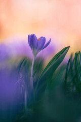 Makro eines einzelnen violetten Krokusses in einer verträumten Szene mit geringer Schärfentiefe, Weichzeichner und Unschärfe. Goldfarbener Hintergrund mit Sonnenschein. An einem warmen Frühlingstag aufgenommen
