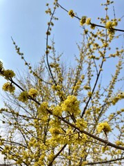 yellow flowers Cornus mas, the Cornelian cherry, European cornel or Cornelian cherry dogwood