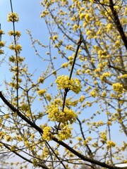 yellow flowers Cornus mas, the Cornelian cherry, European cornel or Cornelian cherry dogwood
