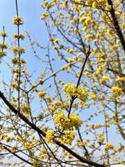 yellow flowers Cornus mas, the Cornelian cherry, European cornel or Cornelian cherry dogwood