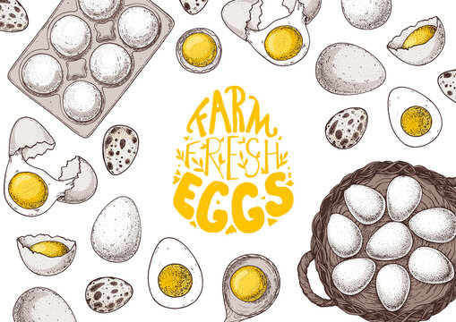 Chicken eggs hand drawn illustration. Farm eggs design template. Vector illustration. Healthy food. Package design elements.