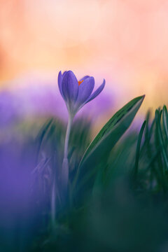 Macro of a single purple crocus in a dreamy scene with shallow depth of field, soft focus and blur. Golden colored background with Sun shining. Taken on a warm Spring day