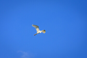Great Egret In Flight-4389