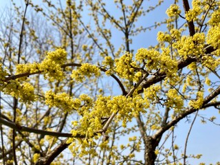 yellow flowers Cornus mas, the Cornelian cherry, European cornel or Cornelian cherry dogwood