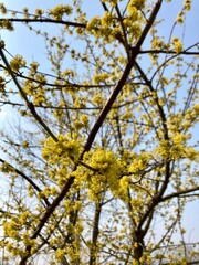 yellow flowers Cornus mas, the Cornelian cherry, European cornel or Cornelian cherry dogwood