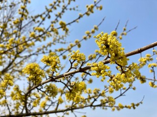 yellow flowers Cornus mas, the Cornelian cherry, European cornel or Cornelian cherry dogwood
