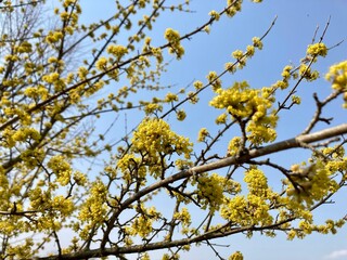 yellow flowers Cornus mas, the Cornelian cherry, European cornel or Cornelian cherry dogwood