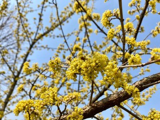 yellow flowers Cornus mas, the Cornelian cherry, European cornel or Cornelian cherry dogwood