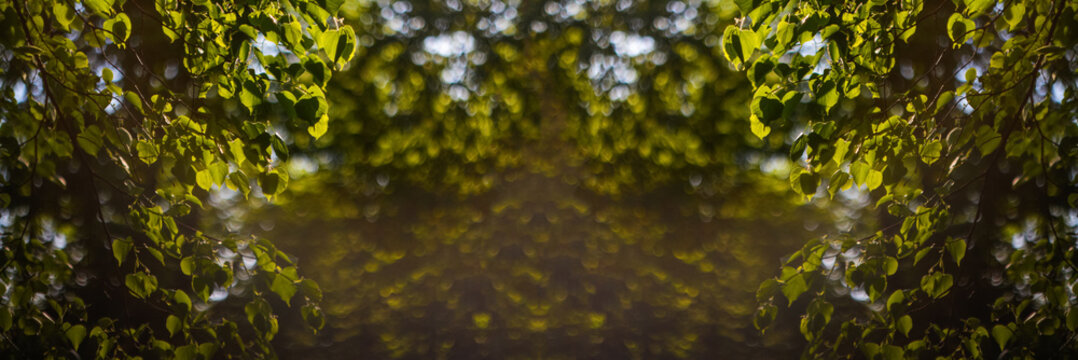 Defocus Fresh Green Tree Leaves, Frame. Natural Background. Closeup Beautiful View Of Nature Green Leaf On Blurred Background With Sunlight And Copy Space. Banner And Frame. Bokeh. Out Of Focus