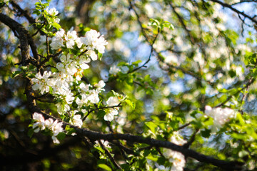 Obraz premium Defocus beautiful flowers on a branch of an apple tree against the background of a blurred garden and blue sky.Abstract natural background. Out of focus