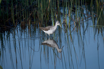 Common greenshank in South Spain.