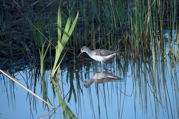 Common greenshank in South Spain.