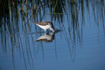 Common greenshank in South Spain.