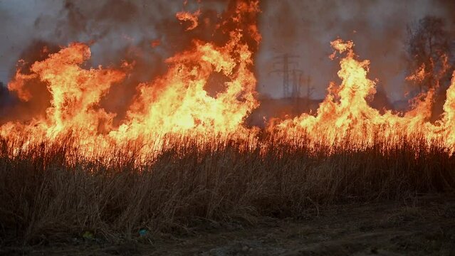 Burning Dry Grasslands Blasting Huge Flames