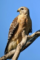 Red-Shouldered Hawk, profile