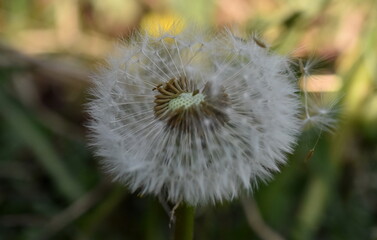 Abfliegende Samen einer Pusteblume