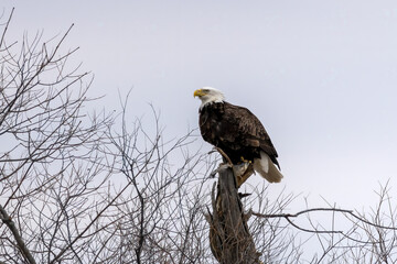 Bal eagle with caught fish