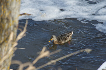 A Female Mallard Duck in the Water