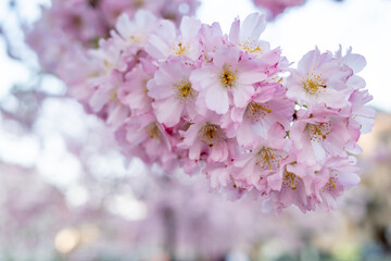 Outdoor sunny close up view of beautiful blooming Japanese cherry blossom small branch on bough, sakura tree, in spring season over deep blue sky and blurry pink petals of sakura flower background .