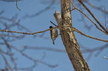A Black-capped Chickadee on a Tree