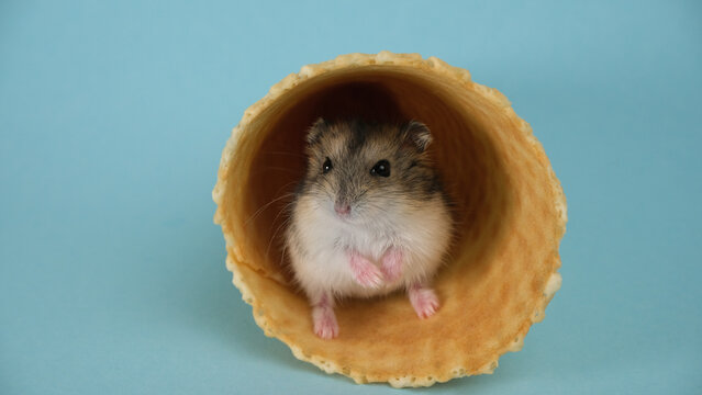 Hamster In A Sugar Tube