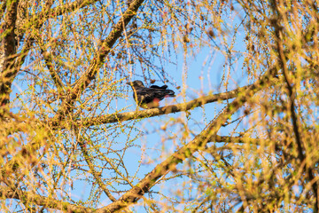 Vogel im Baum