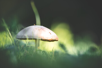 Amanita phalloides poisonous mushroom