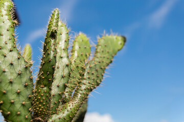 Details of a cactus plant and the blue sky