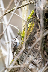 A treecreeper looking for food at a feeding place in a little forest at a cold day in winter.