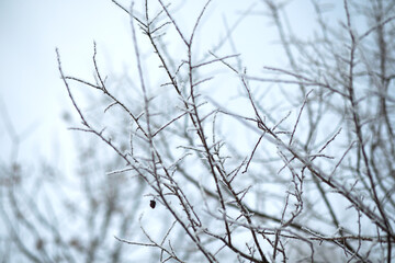 Frozen branches in cold winter