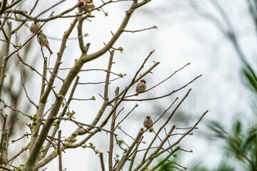 Vögel im Baum