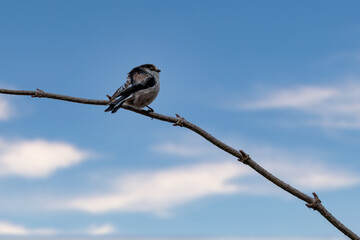 A long-tailed tit sitting on a branch of a tree at the Mönchbruch pond in a natural reserve in Hesse Germany.