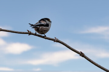A long-tailed tit sitting on a branch of a tree at the Mönchbruch pond in a natural reserve in Hesse Germany.