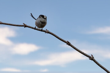 A long-tailed tit sitting on a branch of a tree at the Mönchbruch pond in a natural reserve in Hesse Germany.