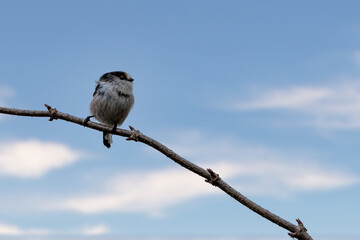 A long-tailed tit sitting on a branch of a tree at the Mönchbruch pond in a natural reserve in Hesse Germany.