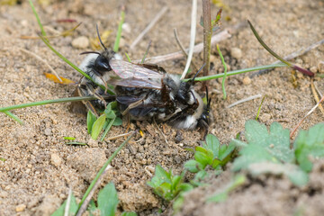 Closeup on a mating ball of two male and one female Greybacked mining bee, Andrena vaga