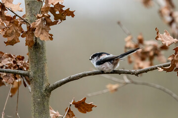 A long-tailed tit sitting on a branch of a tree at the Mönchbruch pond in a natural reserve in Hesse Germany.