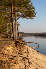 Tree roots exposed at the river Gauja in early spring in Carnikava in Latvia