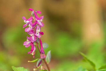 Kuckucks Knabenkraut