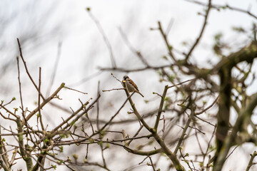 bird on a branch