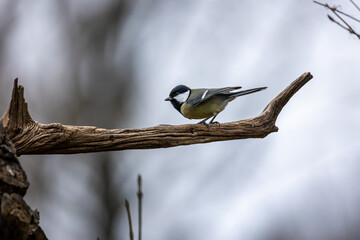 A coal tit song bird in a little forest in Bad Vilbel, Germany looking for food on a branch of a tree.