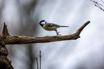A coal tit song bird in a little forest in Bad Vilbel, Germany looking for food on a branch of a tree.