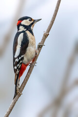 A great-spotted woodpecker in a little forest at the Mönchbruch pond looking for food on a branch of a tree at a sunny day in winter. 