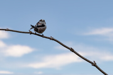 A long-tailed tit sitting on a branch of a tree at the Mönchbruch pond in a natural reserve in Hesse Germany.