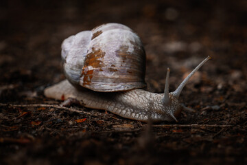 einsame Schnecke in Bonn am 13. Mai 2021