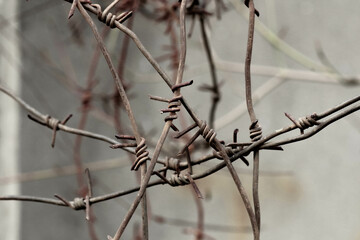 Rusty barbed wire on wall background