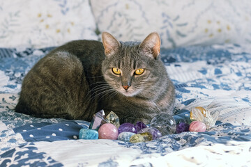 minerals gemstones and grey cat lying on bed close up, blurred abstract room background. Cute cat...