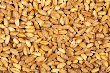 Wheat grains as background