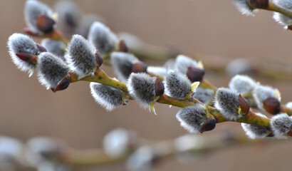 Flowering branch of willow (Salix caprea) - obrazy, fototapety, plakaty